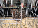 Expozitia Nationala Breaza 2010 220