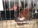 Expozitia Nationala Breaza 2010 221