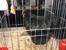Expozitia Nationala Breaza 2010 222
