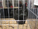 Expozitia Nationala Breaza 2010 223