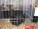 Expozitia Nationala Breaza 2010 224