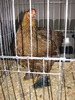 Expozitia Nationala Breaza 2010 226