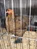 Expozitia Nationala Breaza 2010 227