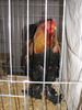 Expozitia Nationala Breaza 2010 228