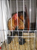 Expozitia Nationala Breaza 2010 229