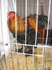 Expozitia Nationala Breaza 2010 230