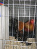 Expozitia Nationala Breaza 2010 231