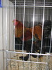 Expozitia Nationala Breaza 2010 235