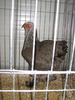 Expozitia Nationala Breaza 2010 236