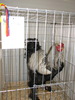 Expozitia Nationala Breaza 2010 238