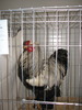 Expozitia Nationala Breaza 2010 239