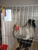 Expozitia Nationala Breaza 2010 242