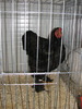 Expozitia Nationala Breaza 2010 244