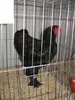 Expozitia Nationala Breaza 2010 246
