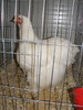 Expozitia Nationala Breaza 2010 248