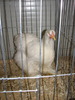 Expozitia Nationala Breaza 2010 249