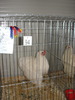 Expozitia Nationala Breaza 2010 250