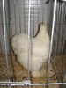 Expozitia Nationala Breaza 2010 251