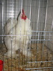 Expozitia Nationala Breaza 2010 252