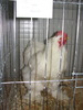Expozitia Nationala Breaza 2010 253
