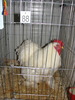 Expozitia Nationala Breaza 2010 254