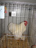 Expozitia Nationala Breaza 2010 255