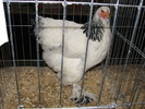 Expozitia Nationala Breaza 2010 257