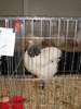 Expozitia Nationala Breaza 2010 258