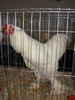 Expozitia Nationala Breaza 2010 261