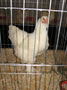 Expozitia Nationala Breaza 2010 263