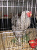 Expozitia Nationala Breaza 2010 265