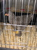 Expozitia Nationala Breaza 2010 266
