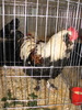 Expozitia Nationala Breaza 2010 267