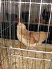 Expozitia Nationala Breaza 2010 268