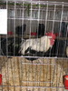 Expozitia Nationala Breaza 2010 269