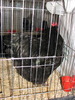 Expozitia Nationala Breaza 2010 271