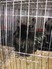 Expozitia Nationala Breaza 2010 272