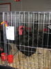 Expozitia Nationala Breaza 2010 273