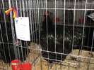Expozitia Nationala Breaza 2010 274