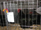 Expozitia Nationala Breaza 2010 275