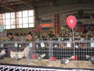 Expozitia Nationala Breaza 2010 278