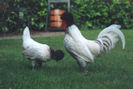 witzwartkuif-kriel-foktoom