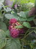 zmeur violet