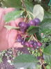 aronia