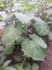 physalis peruviana
