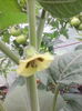 physalis peruviana