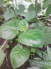 tamarillo