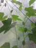 castraveti cucamelon