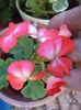 DSC04420