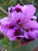 DSC04421